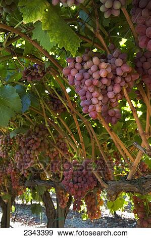 Agriculture - Clusters of mature, harvest ready, Crimson Seedless table grapes hang from the vines in late summer / Tulare County, California, USA. View Large Photo Image Stock Photo - Agriculture - Clusters of mature, harvest ready, Crimson Seedless table grapes hang from the vines in late summer / Tulare County, California, USA.. Fotosearch