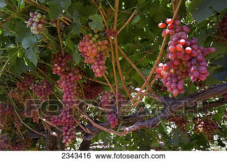 Agriculture - Clusters of mature, harvest ready, Crimson Seedless table grapes hang from the vines in late summer / Tulare County, California, USA. View Large Photo Image Stock Photograph - Agriculture - Clusters of mature, harvest ready, Crimson Seedless table grapes hang from the vines in late summer / Tulare County, California, USA.. Fotosearch