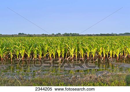 Agriculture - Corn drowning in water seeping under the Mississippi River levee in May, 2011. High water inside the levee system can be forced into lower fields through hydraulic pressure causing soil saturation up to 1/4 mile from the base of the levee / View Large Photo Image Stock Photography - Agriculture - Corn drowning in water seeping under the Mississippi River levee in May, 2011. High water inside the levee system can be forced into lower fields through hydraulic pressure causing soil saturation up to 1/4 mile from the base of the levee /. Fotosearch