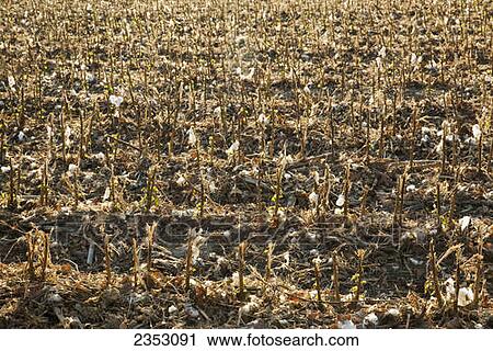 Agriculture - Cotton field shortly after harvest in Autumn with stalks that have been shredded / near England, Arkansas, USA. View Large Photo Image Stock Image - Agriculture - Cotton field shortly after harvest in Autumn with stalks that have been shredded / near England, Arkansas, USA.. Fotosearch
