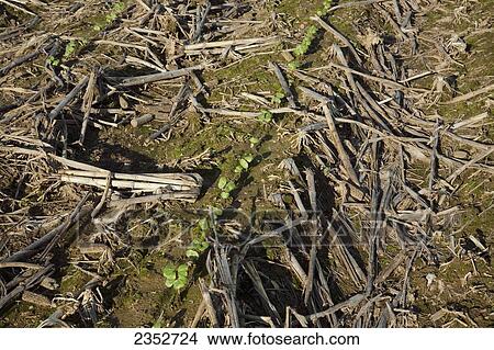 Agriculture - Cotton seedlings at the first true leaf stage, planted no-till in residue of the previous years corn crop / Arkansas, USA. View Large Photo Image Picture - Agriculture - Cotton seedlings at the first true leaf stage, planted no-till in residue of the previous years corn crop / Arkansas, USA.. Fotosearch