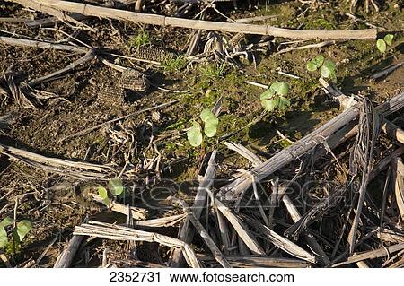 Agriculture - Cotton seedlings at the first true leaf stage, planted no-till in residue of the previous years corn crop / Arkansas, USA. View Large Photo Image Stock Image - Agriculture - Cotton seedlings at the first true leaf stage, planted no-till in residue of the previous years corn crop / Arkansas, USA.. Fotosearch