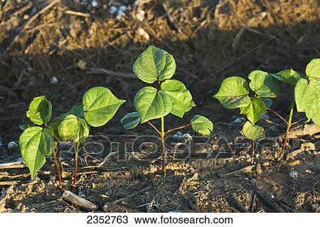 Agriculture - Cotton seedlings at the 3-4 leaf stage, planted no-till in residue of the previous years cotton crop / Arkansas, USA. View Large Photo Image Stock Image - Agriculture - Cotton seedlings at the 3-4 leaf stage, planted no-till in residue of the previous years cotton crop / Arkansas, USA.. Fotosearch