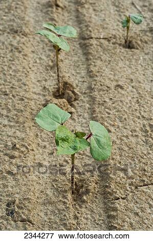 Agriculture - Cotton seedlings at the four-leaf stage / Holmes County, Mississippi, USA. View Large Photo Image Stock Photo - Agriculture - Cotton seedlings at the four-leaf stage / Holmes County, Mississippi, USA.. Fotosearch