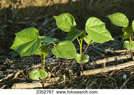 Stock Photo - Agriculture - Cotton seedlings at the 3-4 leaf stage, planted no-till in residue of the previous years cotton crop / Arkansas, USA.. Fotosearch