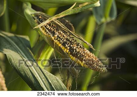 Picture - Agriculture - Crop damage; an ear of grain corn damaged by blackbirds / Tennessee, USA.. Fotosearch
