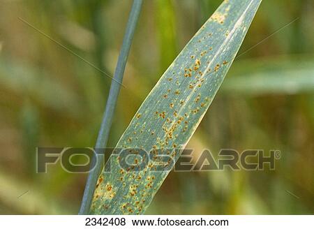 Stock Photo - Agriculture - Crop damage, Leaf rust pustules on wheat flag leaf / Mississippi, USA.. Fotosearch