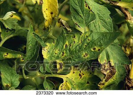 Stock Image - Agriculture - Crop Disease; Early blight foliar lesions on tomato plant foliage.. Fotosearch