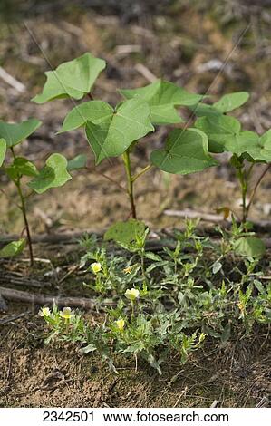 Stock Image - Agriculture - Cutleaf evening primrose (Oenothera laciniata), an annual weed, in no-till cotton. Arkansas, USA.. Fotosearch