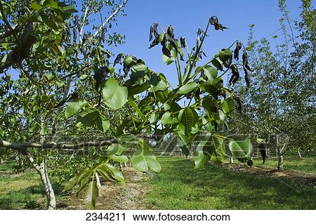 Agriculture - Damage walnut foliage caused by a heavy unusual Spring freeze / near Dairyville, California, USA. View Large Photo Image Stock Image - Agriculture - Damage walnut foliage caused by a heavy unusual Spring freeze / near Dairyville, California, USA.. Fotosearch