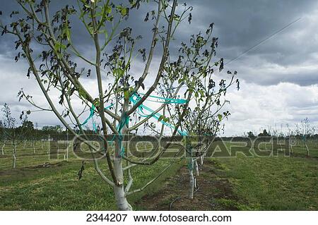 Agriculture - Damage walnut trees caused by a heavy unusual Spring freeze / near Dairyville, California, USA. View Large Photo Image Stock Photo - Agriculture - Damage walnut trees caused by a heavy unusual Spring freeze / near Dairyville, California, USA.. Fotosearch