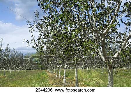 Stock Photograph - Agriculture - Damage walnut trees caused by a heavy unusual Spring freeze / near Dairyville, California, USA.. Fotosearch