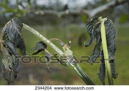 Agriculture - Dead walnut foliage caused by a heavy unusual Spring freeze / near Dairyville, California, USA. View Large Photo Image Picture - Agriculture - Dead walnut foliage caused by a heavy unusual Spring freeze / near Dairyville, California, USA.. Fotosearch