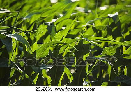 Agriculture - Detail of mid growth grain corn plant foliage at the pre tassel stage / Northeast Arkansas, USA. View Large Photo Image Stock Photography - Agriculture - Detail of mid growth grain corn plant foliage at the pre tassel stage / Northeast Arkansas, USA.. Fotosearch