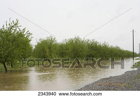 Agriculture - Dormant almond orchard in late winter flooded by excessive rain / near Capay, Yolo County, Northern California, USA. View Large Photo Image Stock Image - Agriculture - Dormant almond orchard in late winter flooded by excessive rain / near Capay, Yolo County, Northern California, USA.. Fotosearch