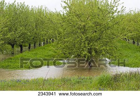 Agriculture - Dormant almond orchard in late winter flooded by excessive rain / near Capay, Yolo County, Northern California, USA. View Large Photo Image Stock Image - Agriculture - Dormant almond orchard in late winter flooded by excessive rain / near Capay, Yolo County, Northern California, USA.. Fotosearch
