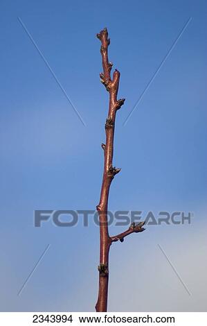 Agriculture - Dormant almond tree branch in mid winter showing healthy buds / near Corning, Tehama County, Northern California, USA. View Large Photo Image Picture - Agriculture - Dormant almond tree branch in mid winter showing healthy buds / near Corning, Tehama County, Northern California, USA.. Fotosearch