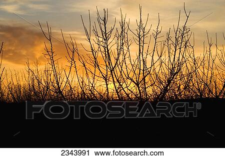 Agriculture - Dormant almond tree branches at sunset in mid winter / near Corning, Tehama County, Northern California, USA. View Large Photo Image Stock Image - Agriculture - Dormant almond tree branches at sunset in mid winter / near Corning, Tehama County, Northern California, USA.. Fotosearch