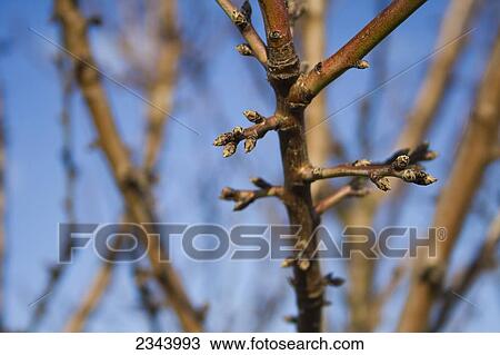 Agriculture - Dormant almond tree branches in mid winter showing healthy buds / near Corning, Tehama County, Northern California, USA. View Large Photo Image Stock Image - Agriculture - Dormant almond tree branches in mid winter showing healthy buds / near Corning, Tehama County, Northern California, USA.. Fotosearch