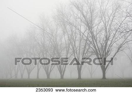 Stock Image - Agriculture - Dormant pecan grove in late Winter early morning fog / Eastern Arkansas, USA.. Fotosearch