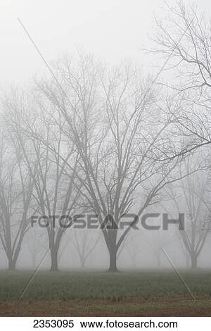 Stock Photography - Agriculture - Dormant pecan grove in late Winter early morning fog / Eastern Arkansas, USA.. Fotosearch