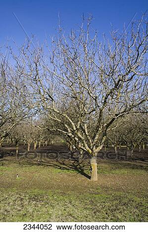 Stock Image - Agriculture - Dormant pistachio orchard in mid winter / near Corning, Tehama County, Northern California, USA.. Fotosearch