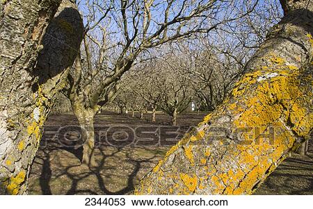 Agriculture - Dormant pistachio orchard in mid winter / near Corning, Tehama County, Northern California, USA. View Large Photo Image Stock Image - Agriculture - Dormant pistachio orchard in mid winter / near Corning, Tehama County, Northern California, USA.. Fotosearch