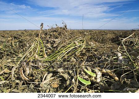 Stock Photo - Agriculture - Dry beans, cut and windrowed for drying in the field prior to being harvested by a combine / near Arbuckle, Northern California, USA.. Fotosearch