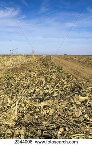 Agriculture - Dry beans, cut and windrowed for drying in the field prior to being harvested by a combine / near Arbuckle, Northern California, USA. View Large Photo Image Stock Photograph - Agriculture - Dry beans, cut and windrowed for drying in the field prior to being harvested by a combine / near Arbuckle, Northern California, USA.. Fotosearch