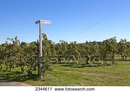 Stock Photo - Agriculture - Dwarf Honey Crisp apple orchard with mature fruit ready for harvest / near Fennville, Michigan, USA.. Fotosearch