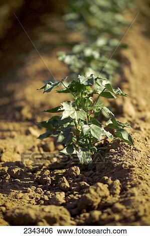 Agriculture - Early growth cotton plant at the end of a row in late Spring / Woodlake, California, USA. View Large Photo Image Stock Photograph - Agriculture - Early growth cotton plant at the end of a row in late Spring / Woodlake, California, USA.. Fotosearch