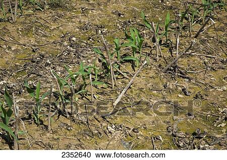 Stock Image - Agriculture - Early growth grain corn plants at the 5-6 leaf stage, growing in a no-till field with stubble from the previous years cotton crop / near England, Arkansas, USA.. Fotosearch