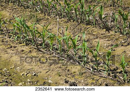 Agriculture - Early growth grain corn plants at the 5-6 leaf stage, growing in a no-till field with stubble from the previous years cotton crop / near England, Arkansas, USA. View Large Photo Image Stock Image - Agriculture - Early growth grain corn plants at the 5-6 leaf stage, growing in a no-till field with stubble from the previous years cotton crop / near England, Arkansas, USA.. Fotosearch