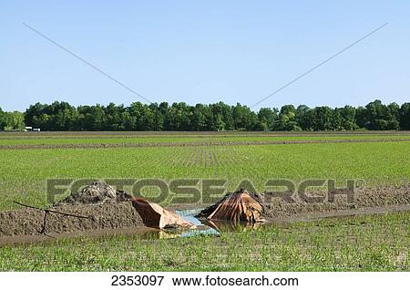 Agriculture - Early growth rice field with the seedlings at the 3-leaf stage and an open flood gate in the levee between fields / near England, Arkansas, USA. View Large Photo Image Stock Photo - Agriculture - Early growth rice field with the seedlings at the 3-leaf stage and an open flood gate in the levee between fields / near England, Arkansas, USA.. Fotosearch