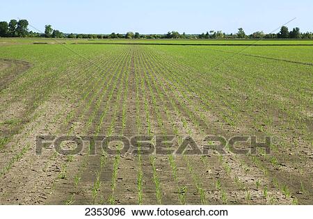 Agriculture - Early growth rice field with the seedlings at the 3-leaf stage / near England, Arkansas, USA. View Large Photo Image Stock Photograph - Agriculture - Early growth rice field with the seedlings at the 3-leaf stage / near England, Arkansas, USA.. Fotosearch