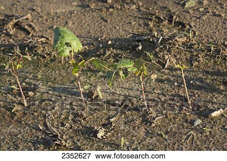 Stock Photo - Agriculture - Early growth soybean plants severely damaged by a powerful late Spring hailstorm / near England, Arkansas, USA.. Fotosearch