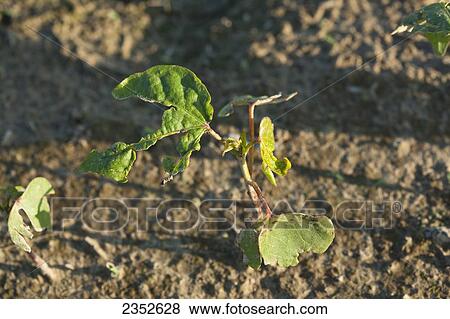 Agriculture - Early growth soybean plants severely damaged by a powerful late Spring hailstorm / near England, Arkansas, USA. View Large Photo Image Stock Photo - Agriculture - Early growth soybean plants severely damaged by a powerful late Spring hailstorm / near England, Arkansas, USA.. Fotosearch