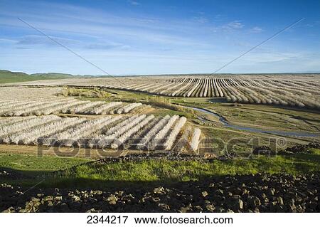 Agriculture - Elevated view of an almond orchard in full bloom in late Winter / Glenn County, California, USA. View Large Photo Image Stock Photo - Agriculture - Elevated view of an almond orchard in full bloom in late Winter / Glenn County, California, USA.. Fotosearch