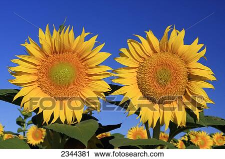 Stock Image - Agriculture - Female blooming sunflowers being grown for seed production / near Woodland, Yolo County, California, USA.. Fotosearch