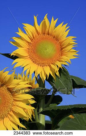Stock Image - Agriculture - Female blooming sunflower being grown for seed production / near Woodland, Yolo County, California, USA.. Fotosearch