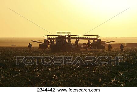 Agriculture - Field crews harvest and field pack cantaloupes at sunrise / California, USA. View Large Photo Image Stock Image - Agriculture - Field crews harvest and field pack cantaloupes at sunrise / California, USA.. Fotosearch