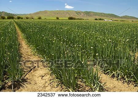 Agriculture - Field of bulb onions being grown for seed production / near Clear Lake, Lake County, California, USA. View Large Photo Image Stock Photo - Agriculture - Field of bulb onions being grown for seed production / near Clear Lake, Lake County, California, USA.. Fotosearch