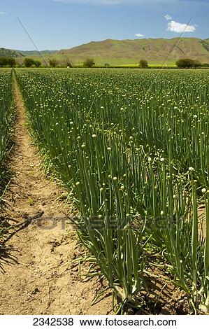 Stock Photo - Agriculture - Field of bulb onions being grown for seed production / near Clear Lake, Lake County, California, USA.. Fotosearch