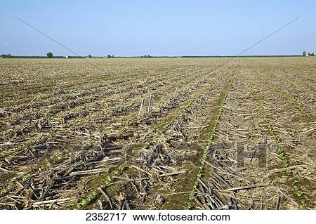 Agriculture - Field of cotton seedlings at the first true leaf stage, planted no-till in residue of the previous years corn crop / Arkansas, USA. View Large Photo Image Stock Photo - Agriculture - Field of cotton seedlings at the first true leaf stage, planted no-till in residue of the previous years corn crop / Arkansas, USA.. Fotosearch