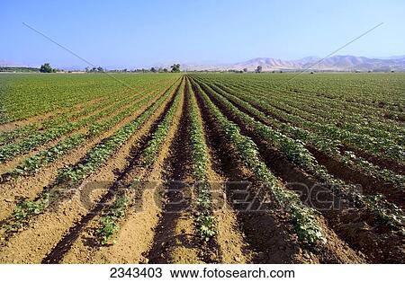 Agriculture - Field of early growth cotton in late Spring / Woodlake, California, USA. View Large Photo Image Stock Image - Agriculture - Field of early growth cotton in late Spring / Woodlake, California, USA.. Fotosearch
