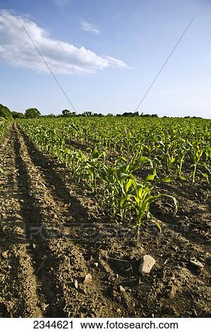 Agriculture - Field of early growth sweet corn plants in the field at a local family produce farm / Little Compton, Rhode Island, USA. View Large Photo Image Stock Image - Agriculture - Field of early growth sweet corn plants in the field at a local family produce farm / Little Compton, Rhode Island, USA.. Fotosearch