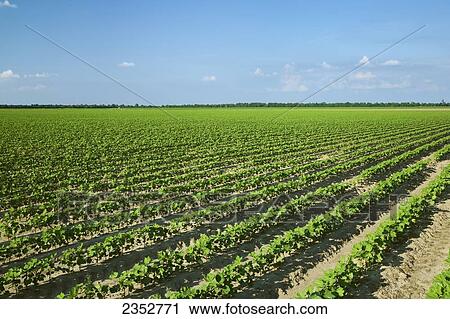 Stock Image - Agriculture - Field of early growth cotton plants at the 8-10 leaf stage, planted on bedded ground in a conventional tillage system / near England, Arkansas, USA.. Fotosearch