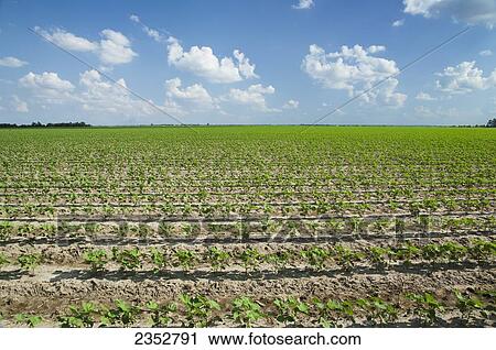 Agriculture - Field of early growth cotton plants at the 8-10 leaf stage, planted on bedded ground in a conventional tillage system / near England, Arkansas, USA. View Large Photo Image Stock Image - Agriculture - Field of early growth cotton plants at the 8-10 leaf stage, planted on bedded ground in a conventional tillage system / near England, Arkansas, USA.. Fotosearch