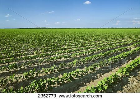 Agriculture - Field of early growth cotton plants at the 8-10 leaf stage, planted on bedded ground in a conventional tillage system / near England, Arkansas, USA. View Large Photo Image Stock Photo - Agriculture - Field of early growth cotton plants at the 8-10 leaf stage, planted on bedded ground in a conventional tillage system / near England, Arkansas, USA.. Fotosearch