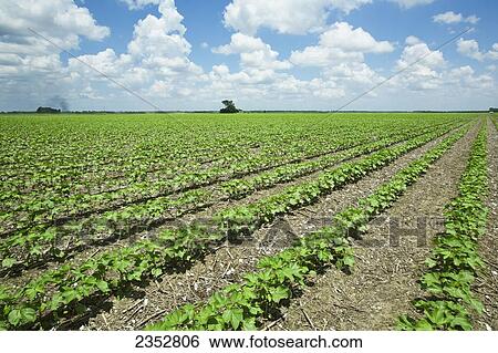 Stock Photograph - Agriculture - Field of early growth cotton plants at the 10 leaf stage, planted no-till in residue of the previous years cotton crop / near England, Arkansas, USA.. Fotosearch